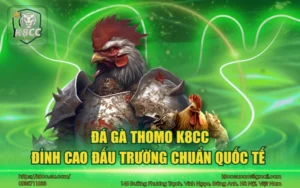 Đá gà Thomo K8CC - Đỉnh cao đấu trường chuẩn quốc tế
